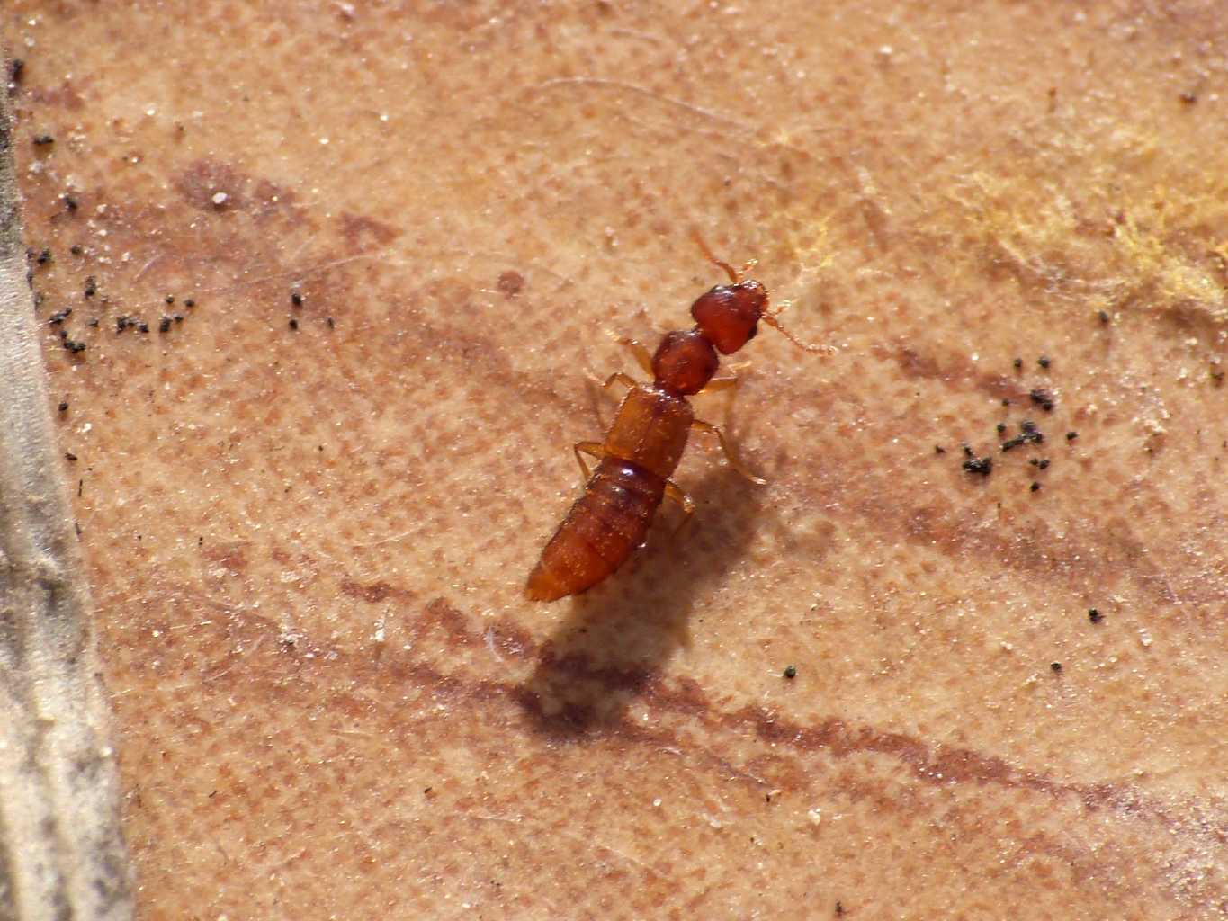 Staphylinidae micro - Fregene (RM)